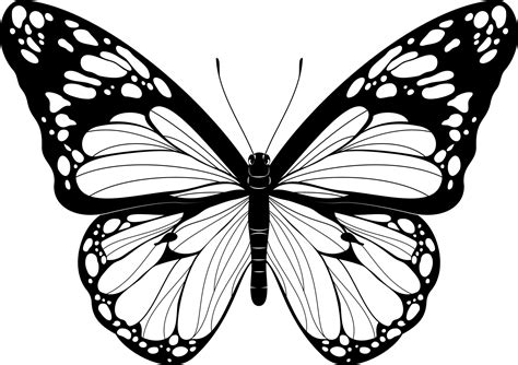 picture of butterfly black and white